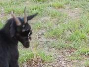 Spider Jumps and Crawls on Goat's Face