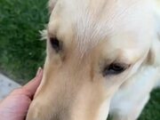 Dog Gets Startled by Owner and Falls