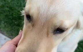 Dog Gets Startled by Owner and Falls