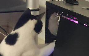 Curious Cat Repeatedly Tries to Touch CPU Fan