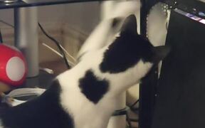 Curious Cat Repeatedly Tries to Touch CPU Fan
