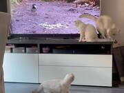 Kittens & TV