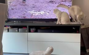 Kittens & TV