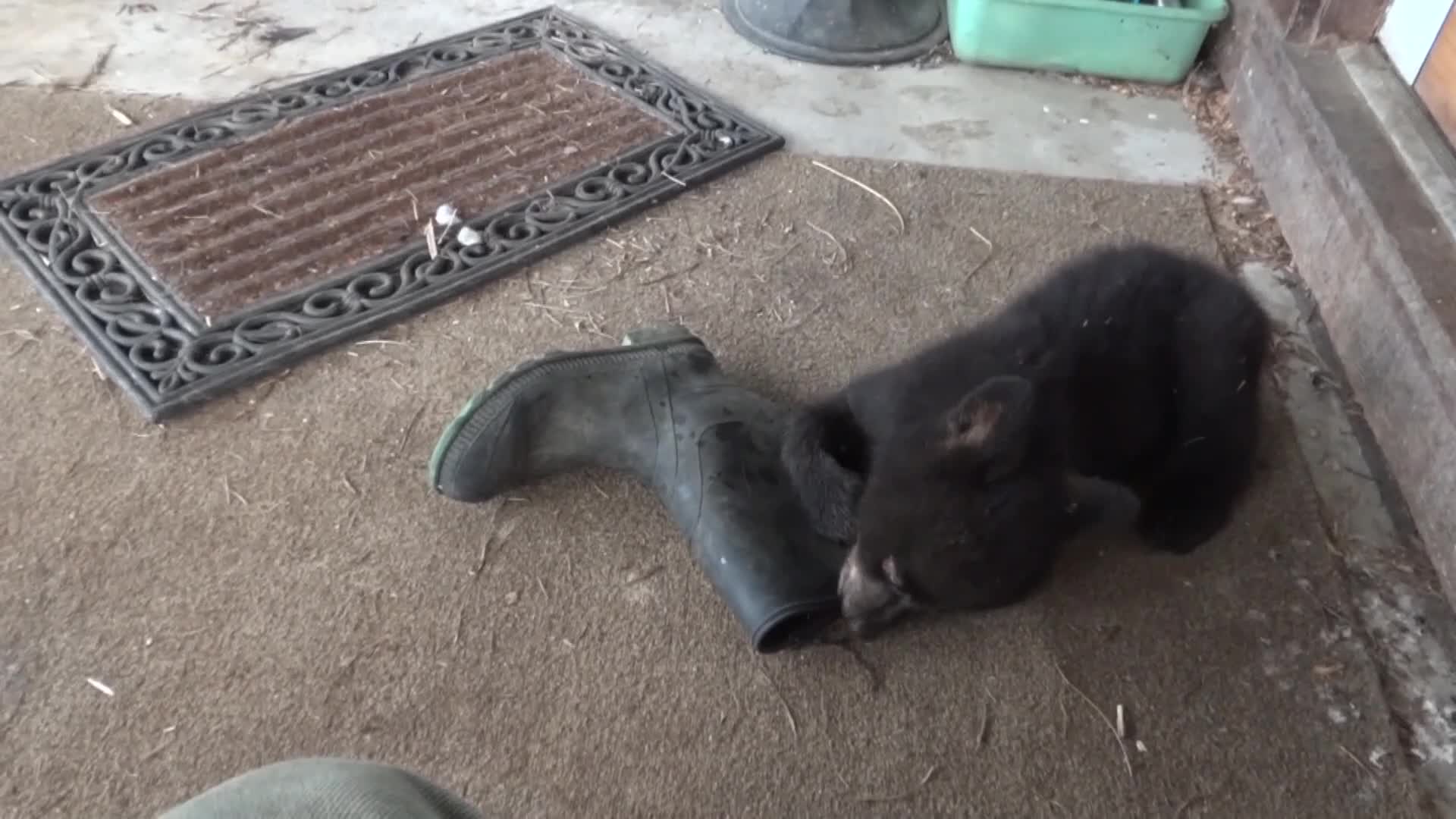 Person Watches Bear Cub Play With Rubber Boot