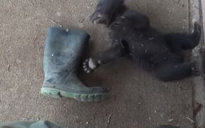 Person Watches Bear Cub Play With Rubber Boot