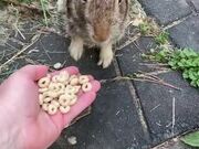 Person Feeds Cheerios to Wild Bunny