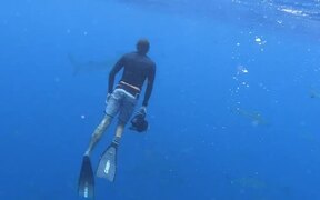 Person Has Close Encounter With Tiger Shark