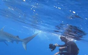 Person Has Close Encounter With Tiger Shark