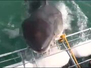 People Witness White Shark Trashing Against Cage