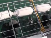People Witness White Shark Trashing Against Cage