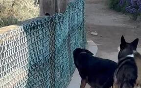 Squirrel Runs Back and Forth on Fence