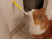 Cat Brushes Teeth With Owners Before Bed