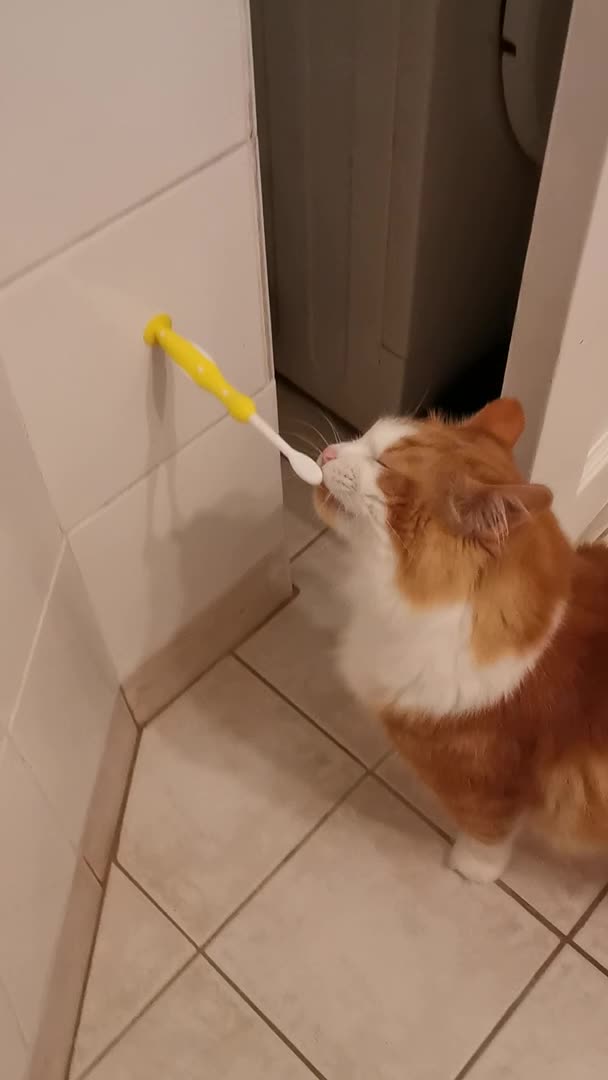 Cat Brushes Teeth With Owners Before Bed