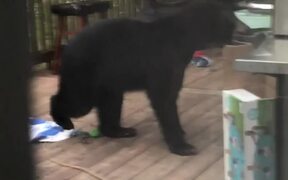 Bear Tries to Steal Barrel Full of Dog Food