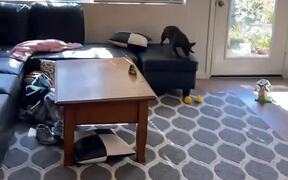Dog Rolls Carpet While Performing Zoomies