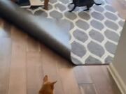 Dog Rolls Carpet While Performing Zoomies