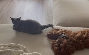 Dog Attempts to Play with Cat to Get Its Attention