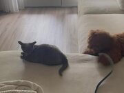 Dog Attempts to Play with Cat to Get Its Attention