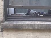 Pigeon Lays Eggs in Apartment Window