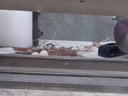 Pigeon Lays Eggs in Apartment Window