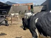 Cow Gets Her Head Stuck in Fence and Spins Around