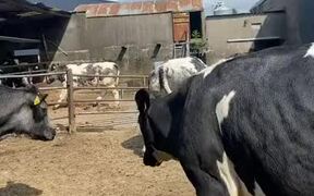 Cow Gets Her Head Stuck in Fence and Spins Around
