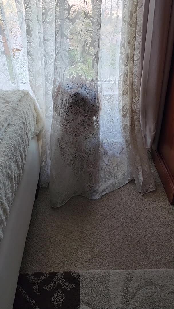 Dog Plays Hide and Seek With Owner