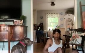 Man Trips Over Dog and Falls While Walking