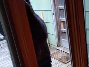 Hungry Bear Feeds on Seeds From Bird Feeder