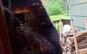 Hungry Bear Feeds on Seeds From Bird Feeder