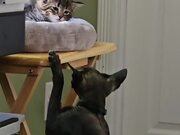 Cat Taps on Head to Check Who's Sleeping onHisBed