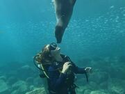 Scuba Diver Plays With Sea Lion