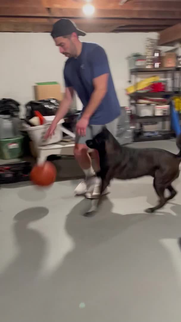 Dog Plays Basketball With Owner