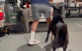 Dog Plays Basketball With Owner