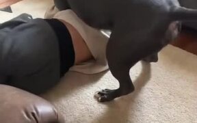 Dog Collides With Woman and Makes Her Fall