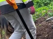 Dog Interrupts Owner and Flips Their Wheelbarrow