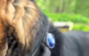 Dog Interrupts Owner and Flips Their Wheelbarrow