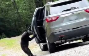 Person Watches Bear Breaking Into Neighbour's Car