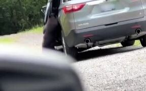 Person Watches Bear Breaking Into Neighbour's Car
