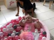 Dog Treats Toddler As Their Best Mate