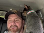 Australian Cattle Puppy Sits on Owner's Shoulder