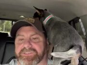 Australian Cattle Puppy Sits on Owner's Shoulder