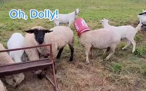 Stuck Sheep Struggles to Take Head Out of Bucket