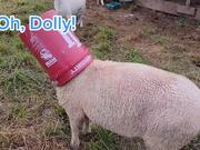 Stuck Sheep Struggles to Take Head Out of Bucket