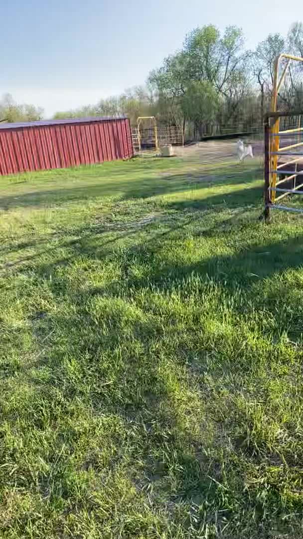 Donkey Flips Over His Dad's Tie-up While Running