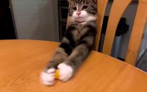 Tabby Cat Swiftly Grabs Cheese Ball