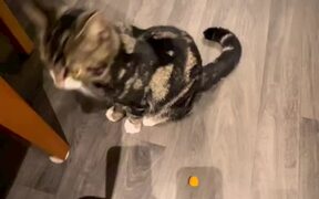 Tabby Cat Swiftly Grabs Cheese Ball