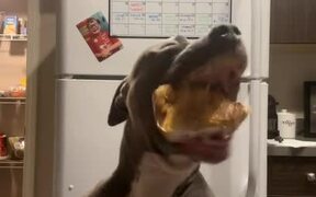 Hungry Dog Tries to Eat Box Along With Fries