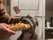 Hungry Dog Tries to Eat Box Along With Fries