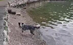 Dog Enjoys Being in Nature